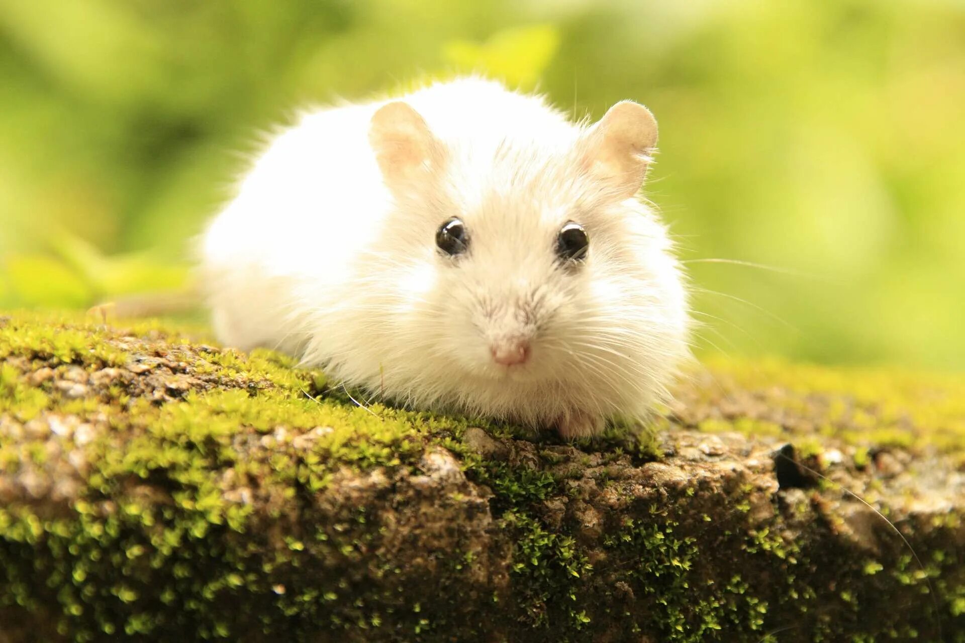 Курьер хомячок. Hamsters. Сирийский ангорский хомяк. Хомяки породы роборовского. Сирийский хомяк тедди.