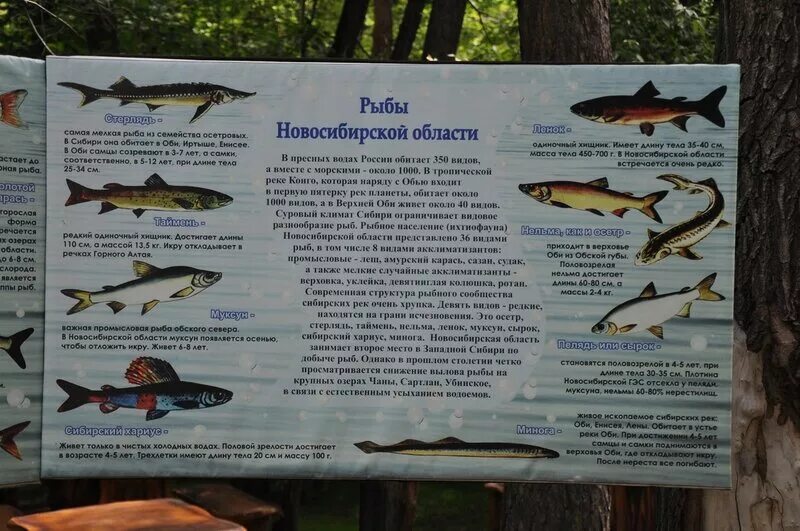 Рыбы Новосибирской области. Какая рыба водится в Оби.