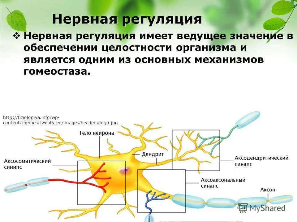 Гуморальные реакции организма