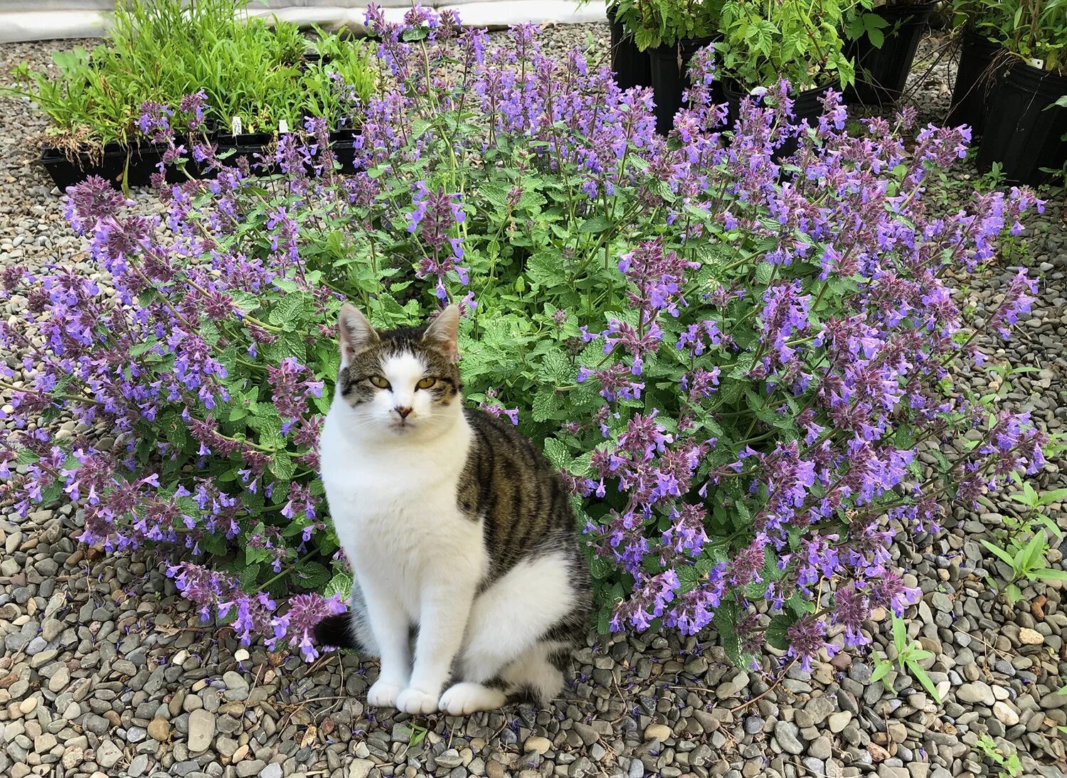 Котова кошка. Котовник Кошачья мята. Котовник кошачий (мята Кошачья). Котовник кошачий Базилио. Котовник кошачий (Nepeta cataria).