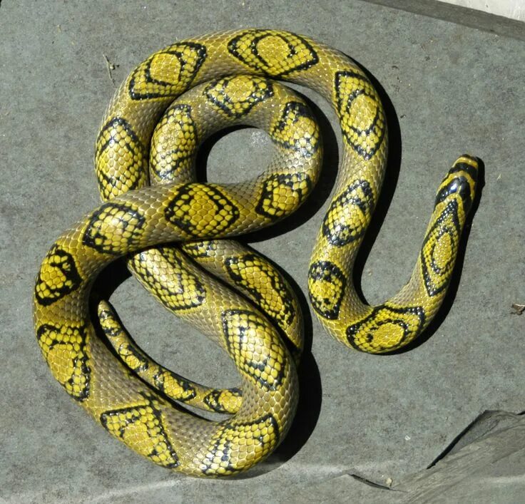 Желтый уж. Желто серая змея. Xenochrophis vittatus. Жёлто-зелёный полоз. Коричневая змея с желтыми пятнами.