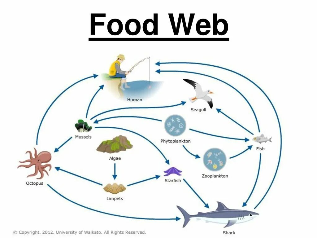 Зоопланктон трофический уровень. Фитопланктон пищевая цепь. Фитопланктон цепочка питания. Фитопланктон зоопланктон пищевая цепь. Marine food Chain.