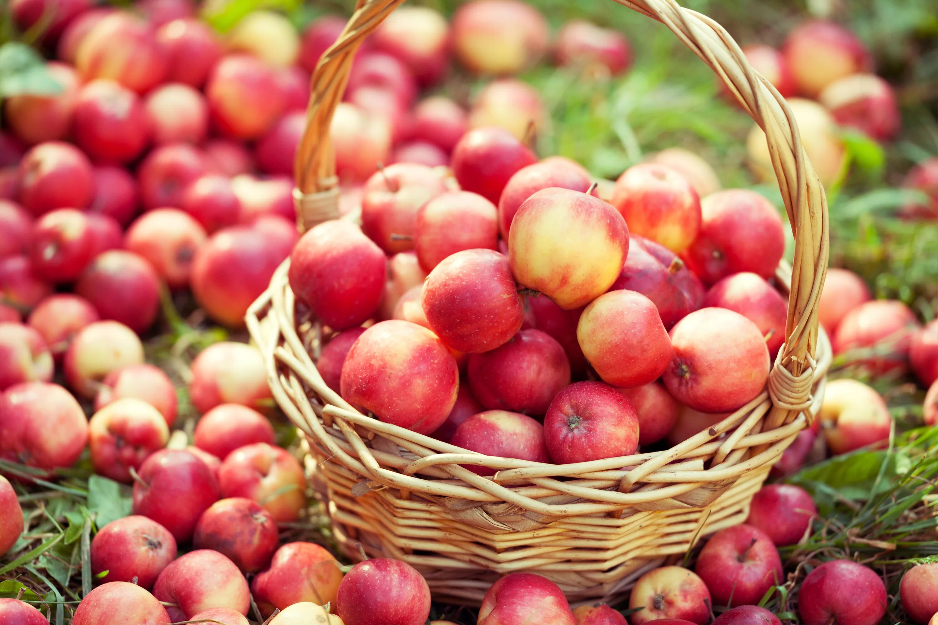 Many apples