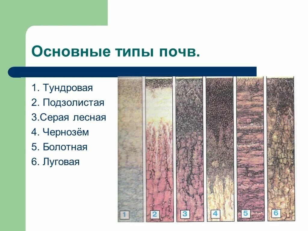 Разнообразие почв 4. Почвы России 4 класс окружающий мир. Типы почв. Разрезы основных типов почв.