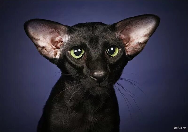 Петерболд Ориентал. Ориентальная кошка. Сфинкс Петерболд. Сфинкс Петерболд черный. Окрас кошки породы ориентальная