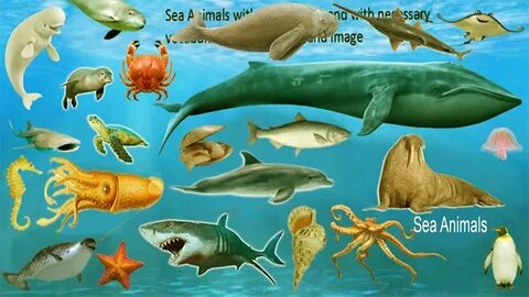 Sea names