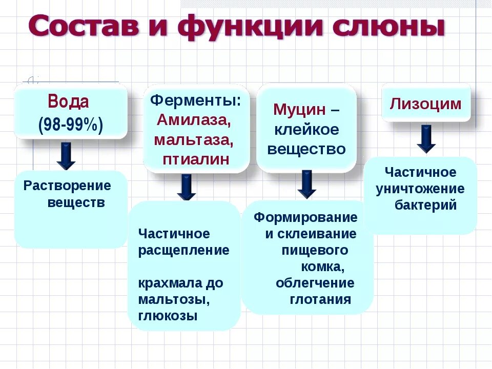 Слюна человека содержит. Функции ферментов слюны. Состав и функции слюны. Лизоцим в слюне функция. Ферменты слюны и их функции таблица.