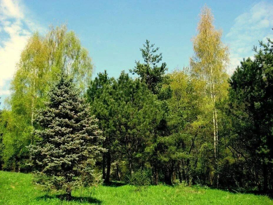 Лиственные деревья