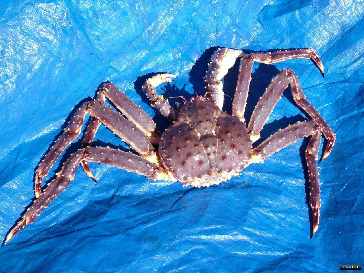 Краб колючий дальневосточный. Самый большой камчатский краб. Краб дальнего востока. Дальневосточный краб большой. Глубоководный камчатский краб.