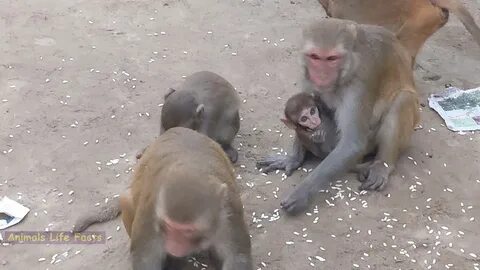 Обезьяной процесс