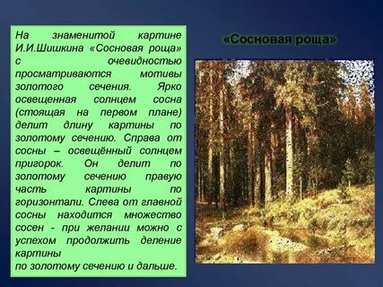Сосна сочинение