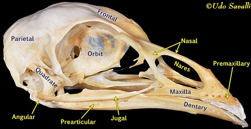 Череп курицы анатомия. Череп птицы. Скелет черепа птицы. Кости черепа птиц.