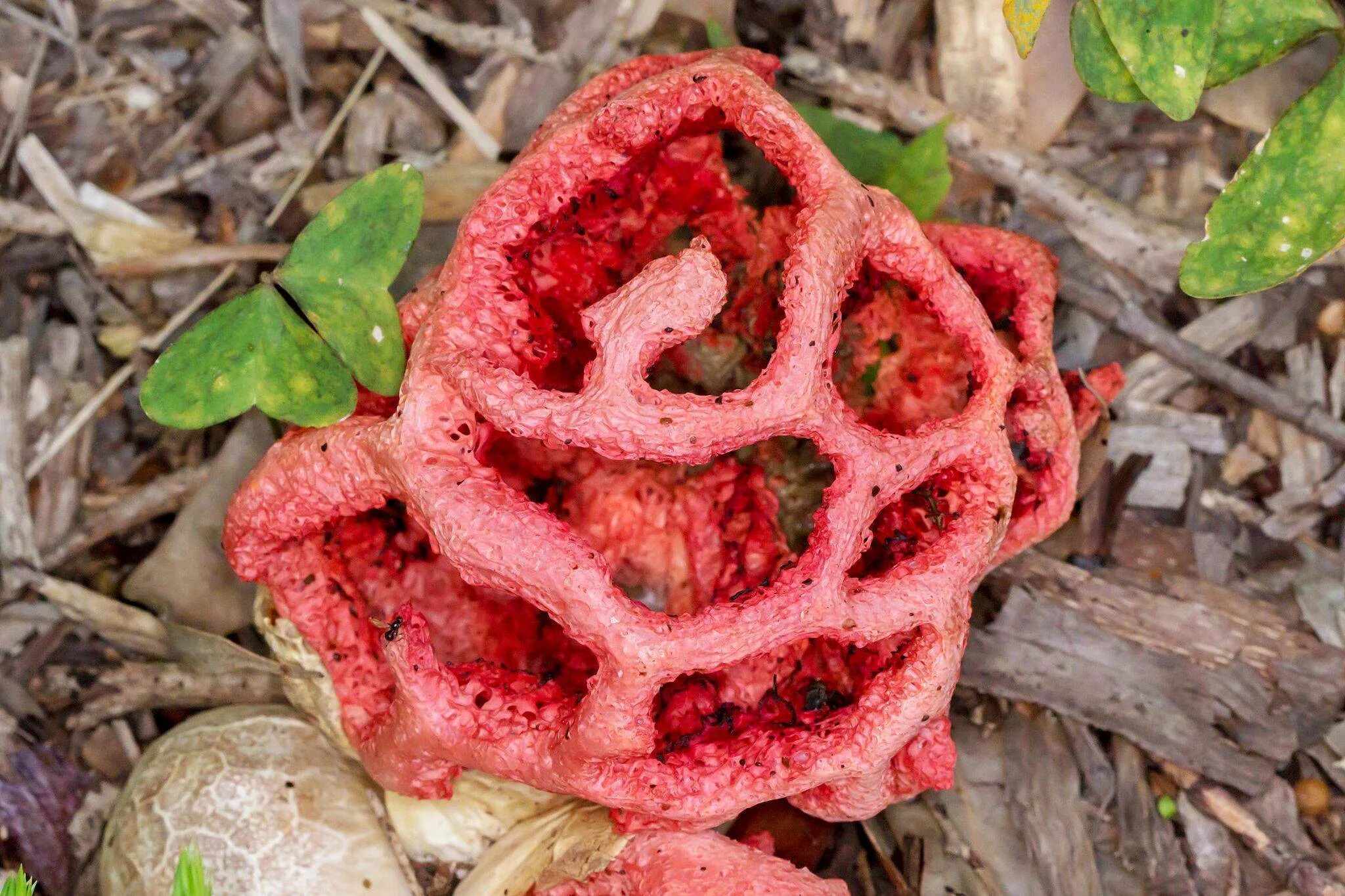 Решеточник красный. Решёточник красный гриб. Решеточник красный клатрус. Решеточник красный (Clathrus ruber). Редкий красный гриб