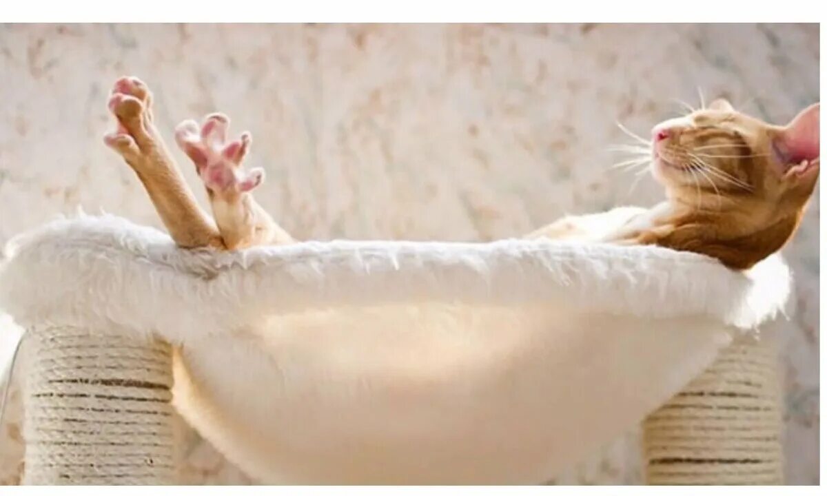 В любой непонятной ситуации обними. Расслабились здесь. Довольный кот. Отдыхать после работы. Коты с яичками.