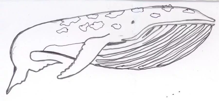 Киты рисунок карандашом для детей. Кашалот рисунок детский. кашалот карандашом для детей. серый кит раскраска. рисуем кашалота.