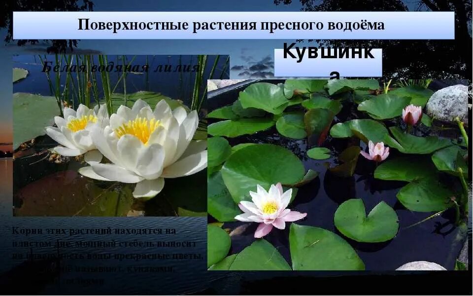 Название пресного водоема 4 класс. Стрелолист кубышка. Растения пресных водоемов. Название пресного водоема 4 класс. Растения пресноводных водоемов.