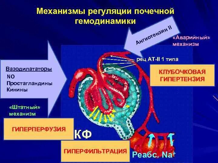 Нервная и гуморальная регуляция почек. Механизмы регуляции клубочковой фильтрации. Регуляция скорости клубочковой фильтрации.. 1.1. Регуляция скорости клубочковой фильтрации.. Механизм клубочковой фильтрации почек.