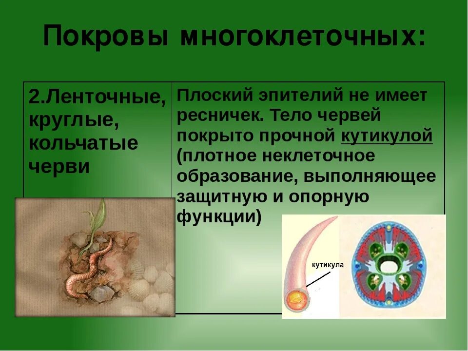 Мускульный мешок круглых червей. Круглые черви покровы тела. Строение Покрова тела круглых червей. Круглые черви строение покровов тела. Покровы круглых червей.