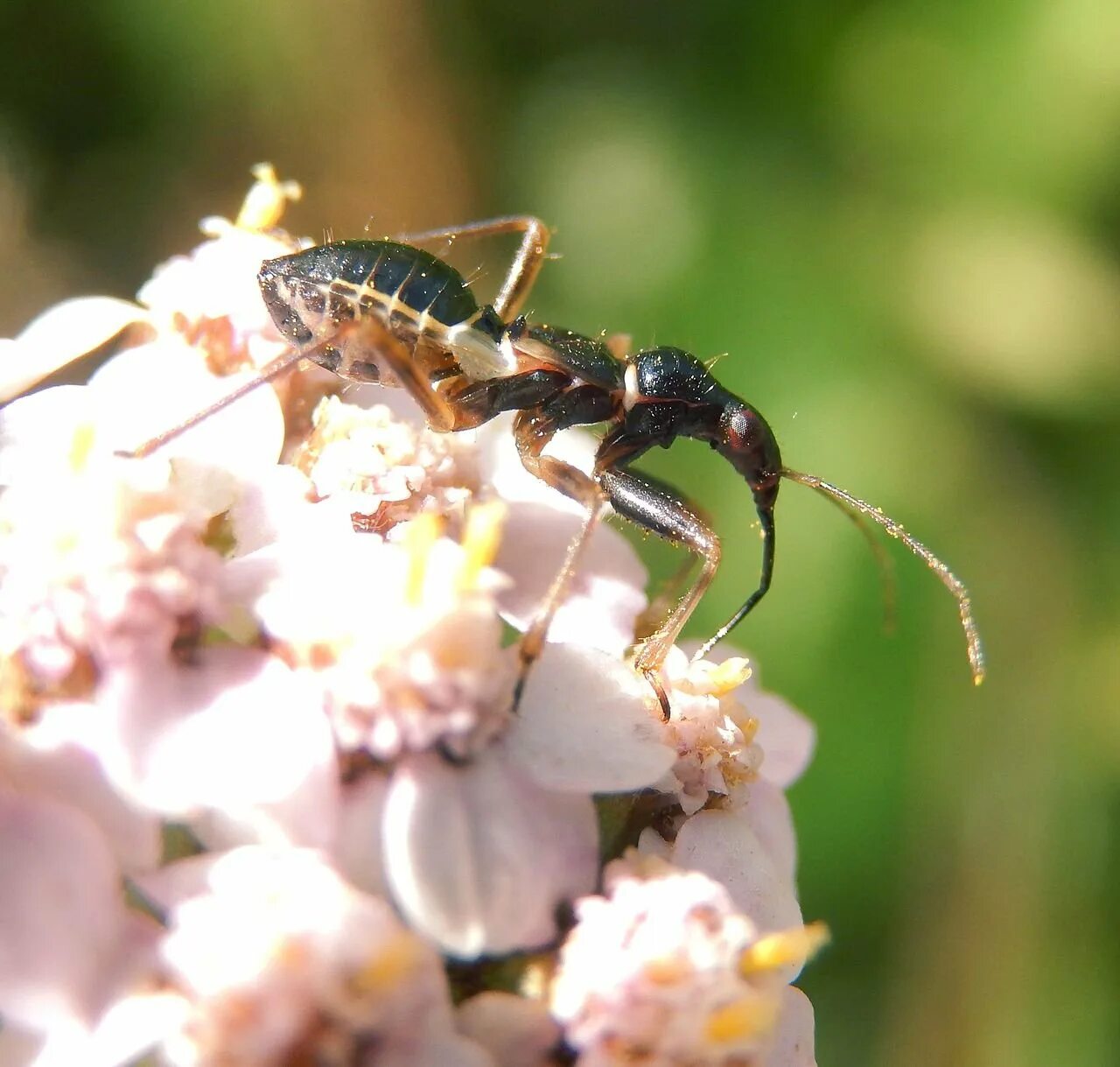 Медовая роса. Myrmecoris gracilis. Плотоядные жуки. Горбатки (полужесткокрылые). Насекомые хищники Татарстана.