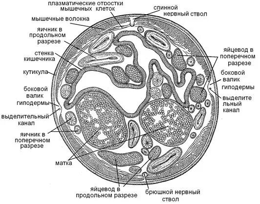 Кутикула аскариды. Кутикула аскариды