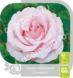 Семена алтая посадка