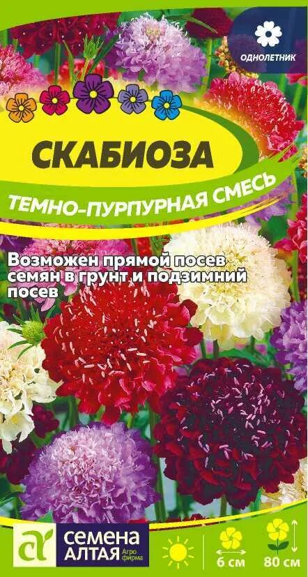 Скабиоза купить семена. Скабиоза темно пурпурная смесь окрасок. Семена скабиоза пурпурная. Цветы скабиоза темно-пурпурная смесь. Цветы скабиоза темно пурпурная.