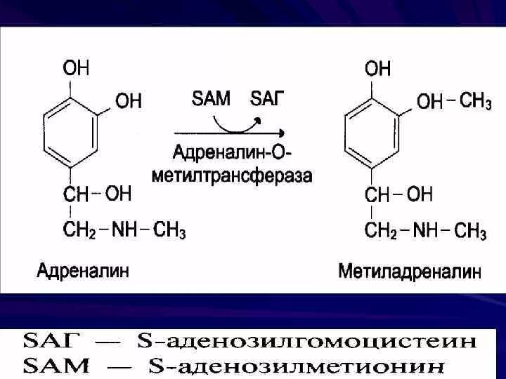 Фермент адреналина. Метилирование норадреналина в адреналин. Метилтрансферазы. Метилтрансферазы биохимия. Метилтрансферазы примеры реакций.