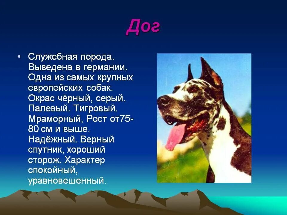 Собака для презентации. Доклад про собаку. Рассказ о породе собак. Доклад о породе собак. Рассказы про породы