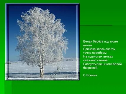 Белая береза ответы