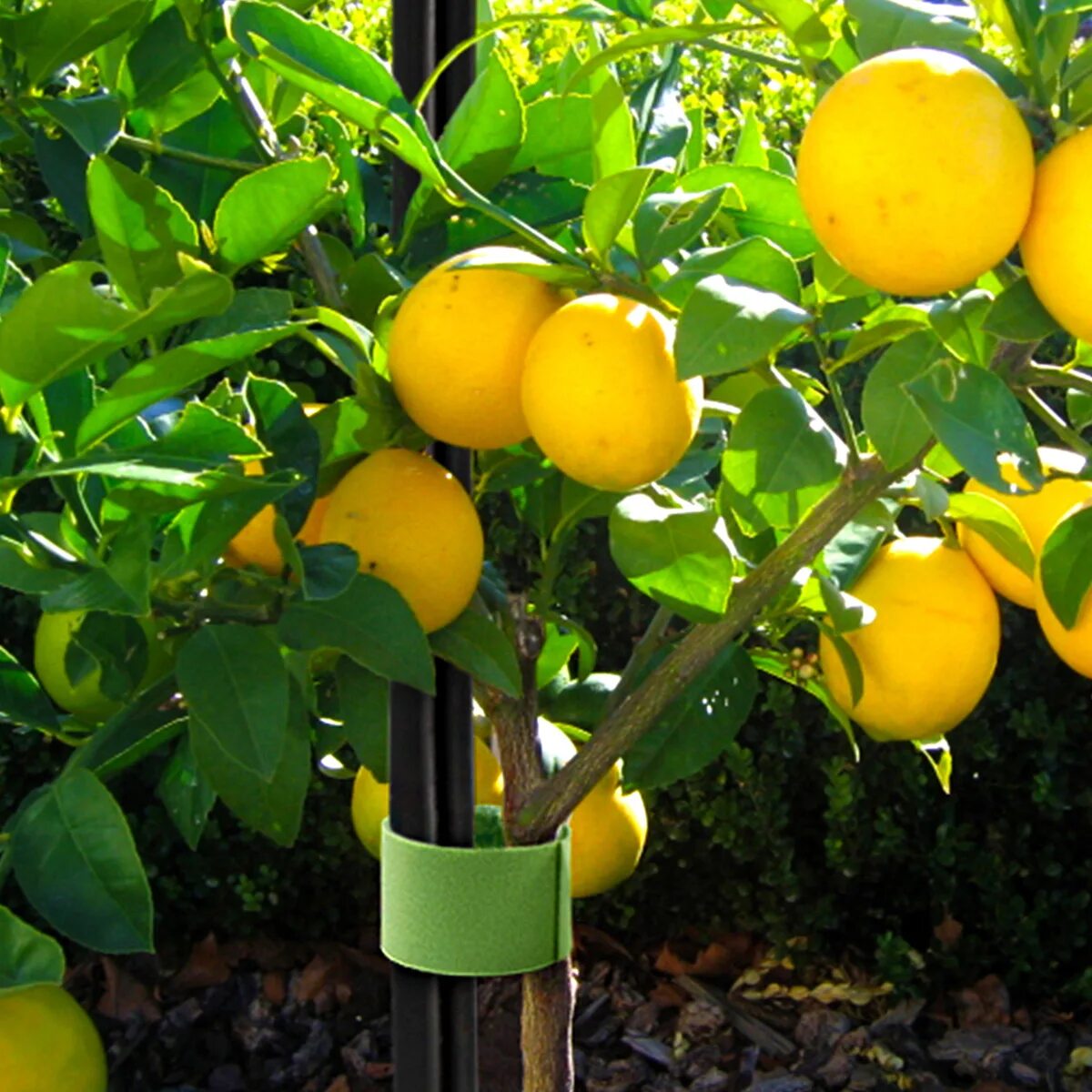 Дженоа сорт лимона. Саженцы лимонов. Цитрус лимон мейера. Лимон киевский. Саженцы лимонов.