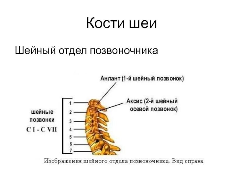 Шейный отдел кости скелета. Название костей шейного отдела. Шейный отдел позвоночника шейный отдел позвоночника анатомия. Анатомия костей шейного отдела позвоночника. Строение костей шеи.