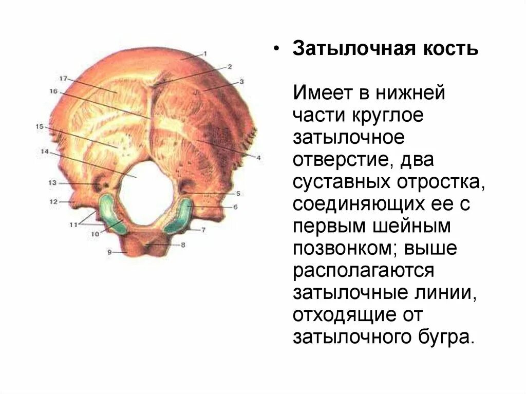 Кости черепа затылок. Затылочная кость черепа анатомия. Кости затылочной части черепа. Строение черепа затылочное отверстие. Кости черепа затылочный бугор.