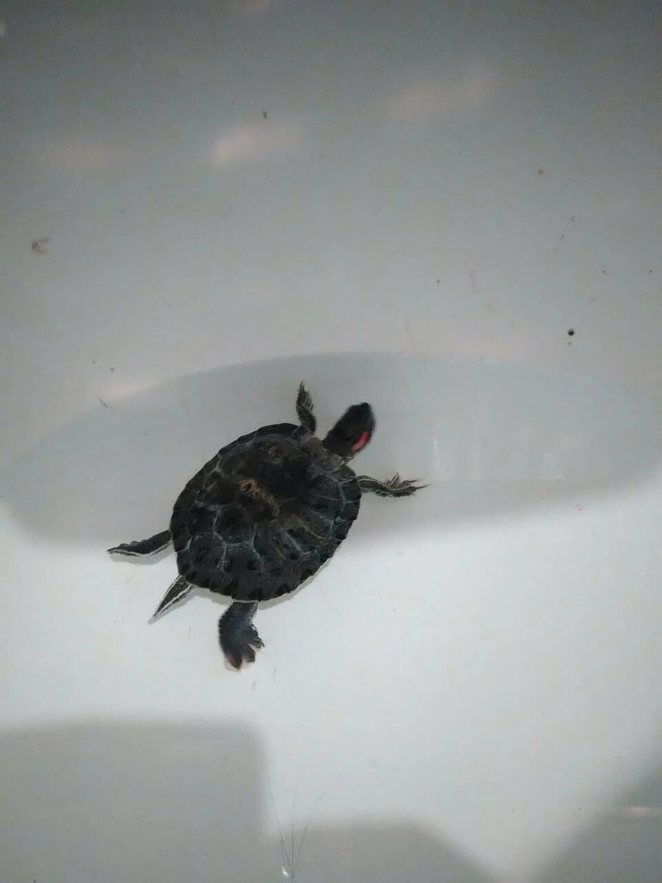 Куда отдать черепаху. Яйца среднеазиатской черепахи. Куда отдать черепаху. Куда отдать черепаху. Ручные черепашки сухопутные.