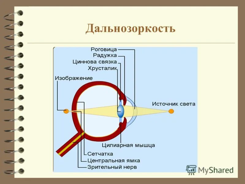 Тест по биологии органы чувств анализаторы. Тесты по биологии органы чувств. Тест по биологии по теме анализаторы. Кр по биологии 8 класс кровь и кровообращение. Строение и значение».