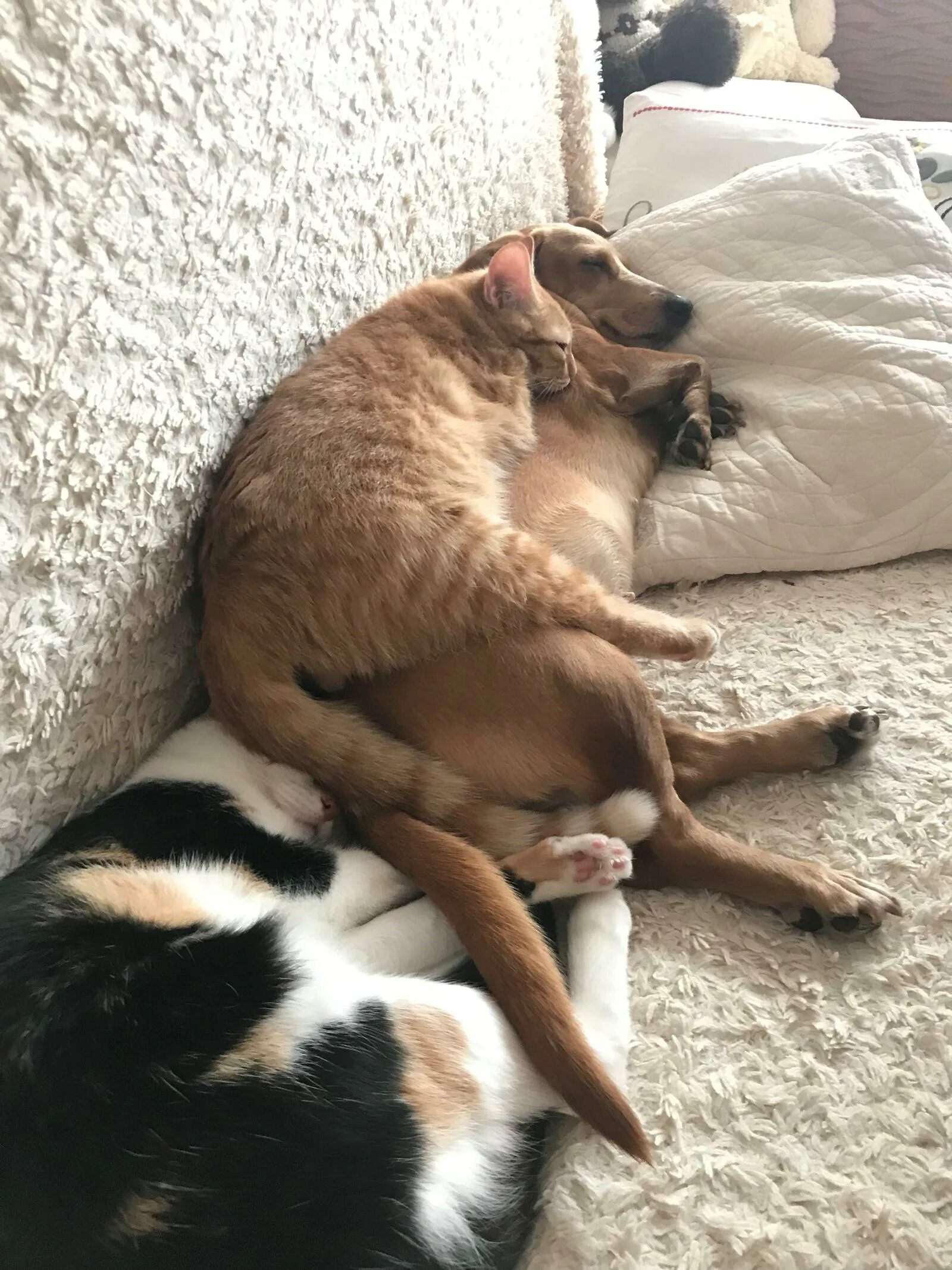 Котопесия блог
