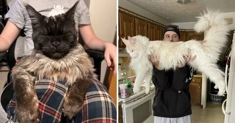 Коты самой крупной породы