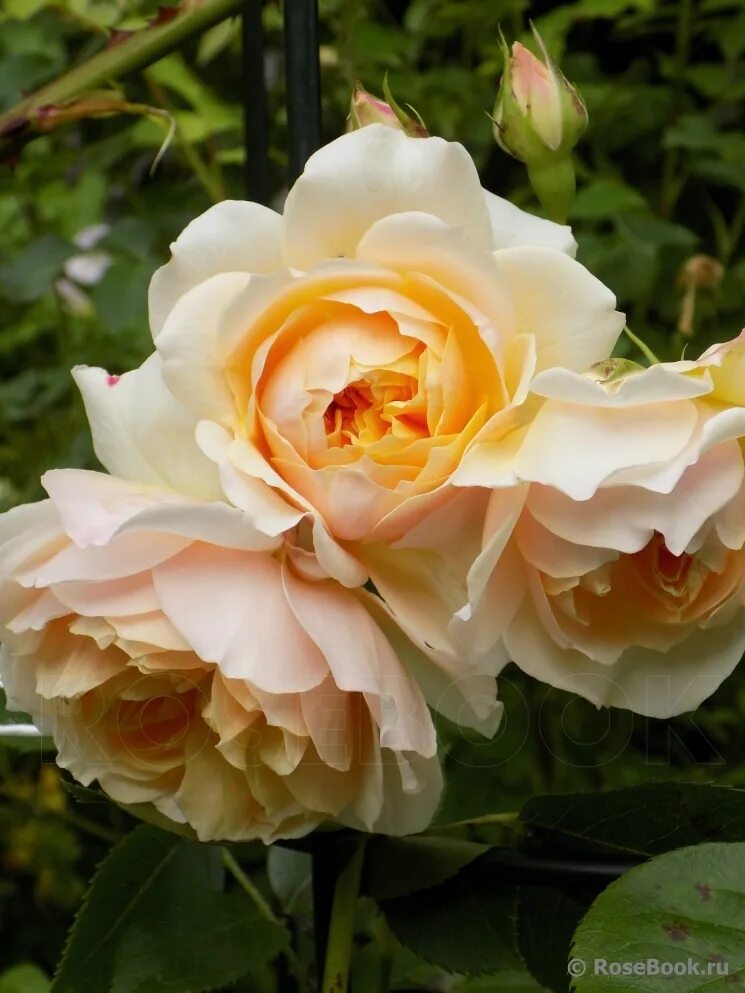 Ginger rosa 2012. Эль фаннинг рыжая. Ginger rose. Сорт розы джинджер силлабаб. Эль фаннинг джинджер.
