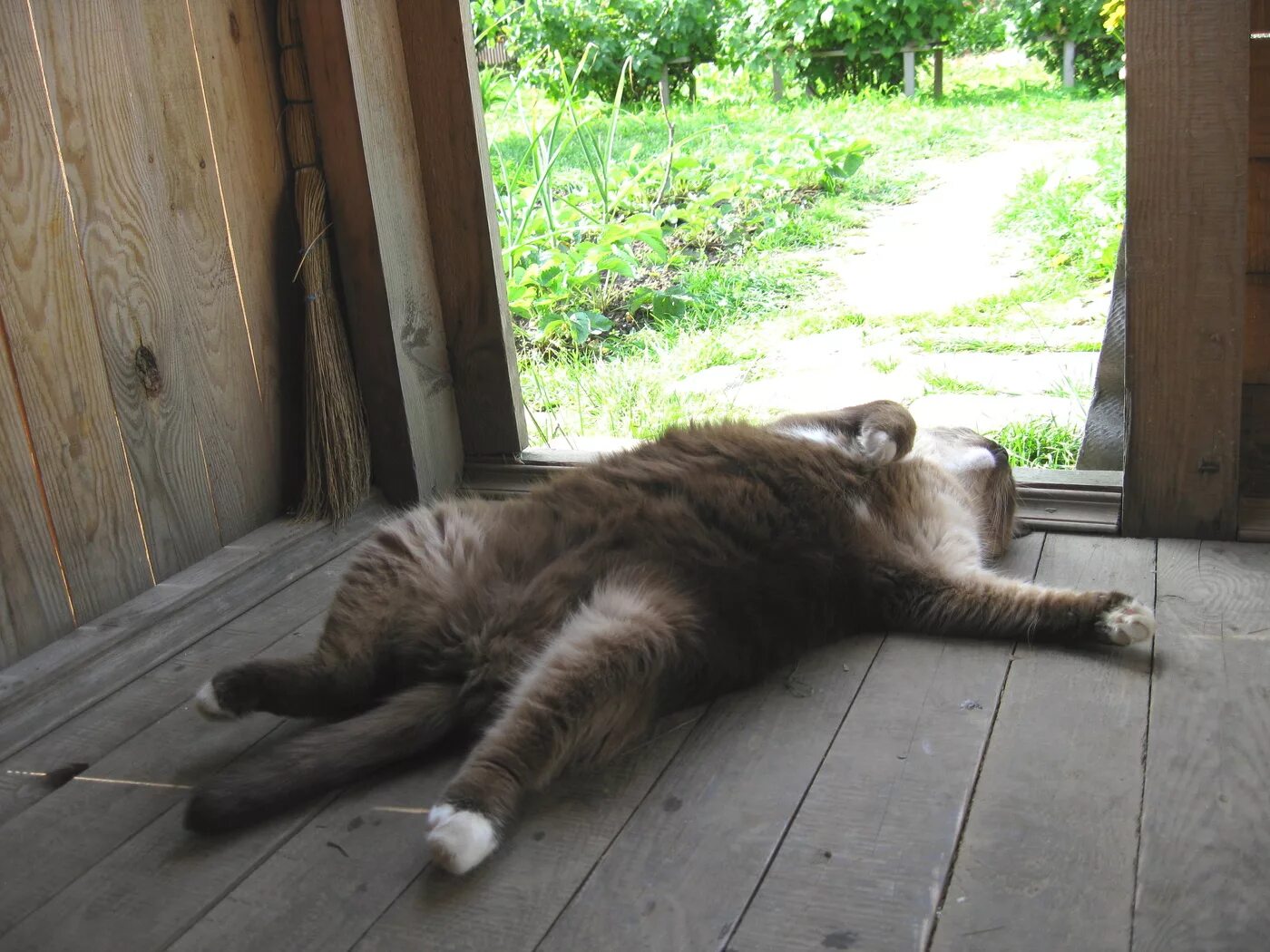 Суббота отпуск. Кошка отдыхает. Деревенские коты. Уставшие животные. Кот на даче.
