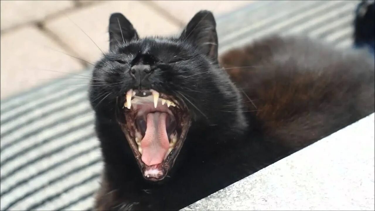 Зовущие крики кошек