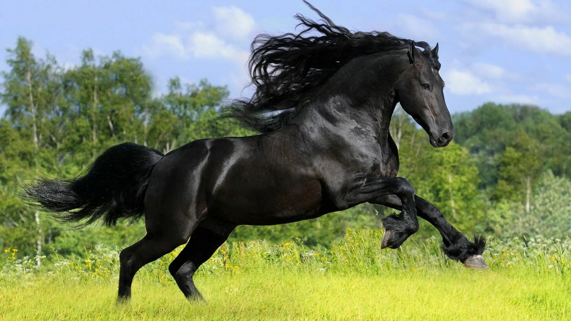 Пегая Фризская лошадь. Фризская лошадь гнедая. Фризская Вороная. Вороная Фризская лошадь. Про черного коня