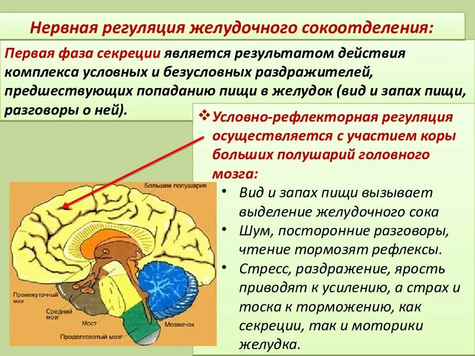 Нейрогуморальная регуляция отдел мозга. Нервная и гуморальная регуляция пищеварения. Отдел пищеварения в мозге. Регуляция желудочной секреции.