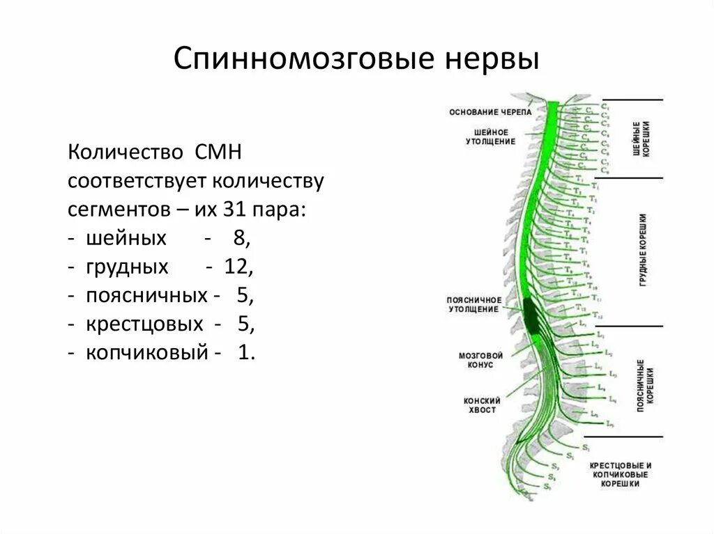 Количество сегментов спинного мозга составляет. Функции сплетений спинномозговых нервов. сплетения спинномозговых нервов схема. спинной мозг анатомия спинномозговых нервов. сегменты спинного мозга шейного сплетения.