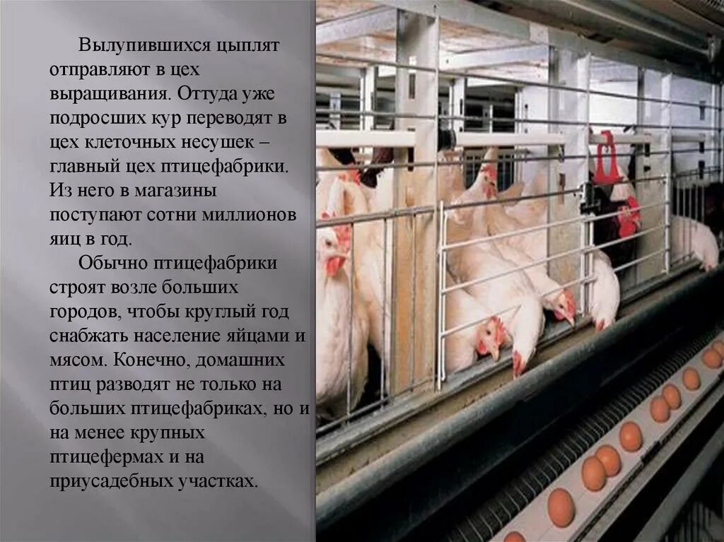 Информация о животноводстве