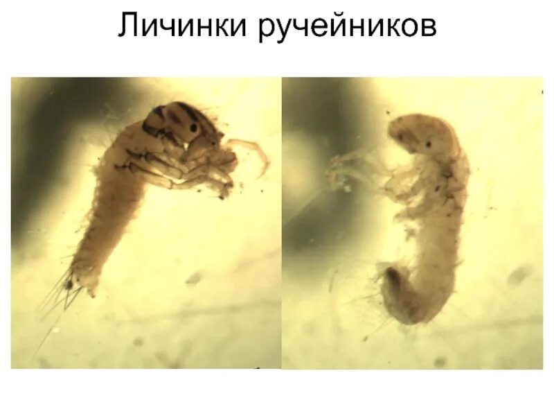 Личинка похожа на взрослую особь. Стадии ручейника развития личинка. Ручейник Свободноживущий личинка. Шитик ручейник чья личинка. Ручейник стадии развития.