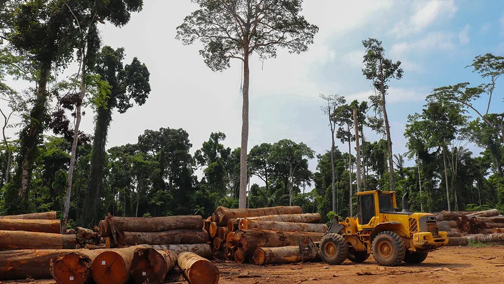 Cut down plant. Deforestation Carbon dioxide. Cut down Trees мод. The Cutting down of Trees in a large area, or the Destruction of Forests by people is Called. Cutting down Trees.