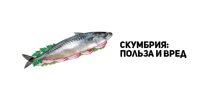 Польза скумбрии для организма человека. Полезная рыба. Скумбрия польза. Польза скумбрии для организма человека. Рыба припущенная.