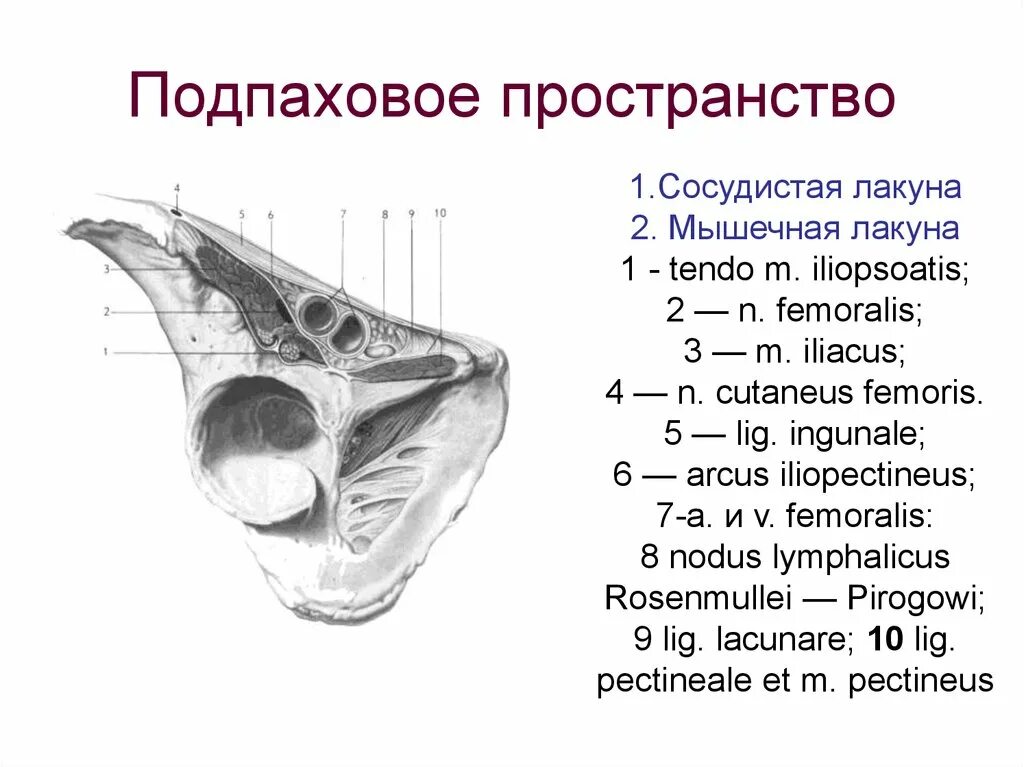 Что такое лакуна. Мышечная лакуна и сосудистая лакуна. лакуны топографическая анатомия. мышечная лакуна топография. мышечная лакуна строение.