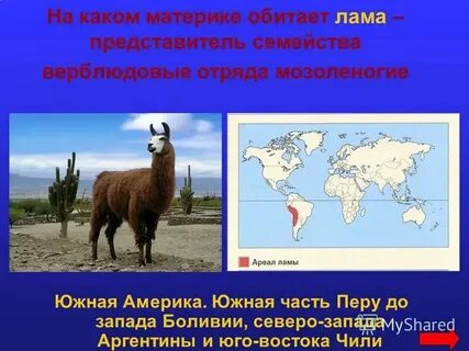 На каких материках какие животные