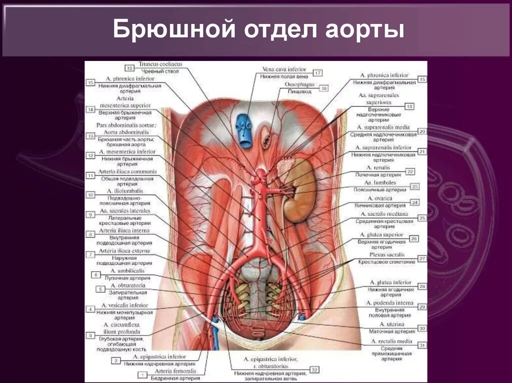 Расположение брюшной аорты у человека фото Конечные ветви брюшной аорты: найдено 89 изображений
