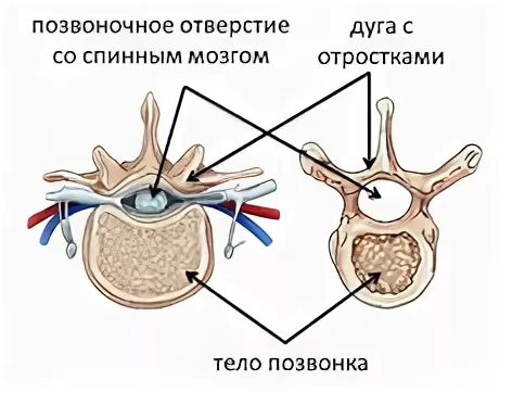Межпозвоночное отверстие образуется